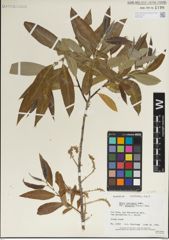 Foto von Salix laevigata Bebb